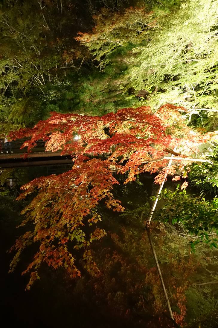 逆さ紅葉(曽木公園)その3(DSC-RX10M3)