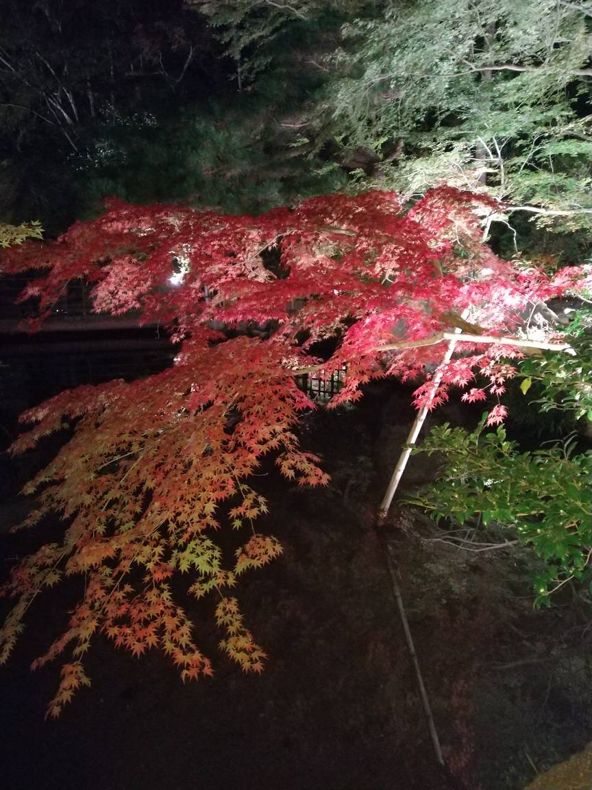 逆さ紅葉(曽木公園)その3(Motorola Moto G7 Plus)