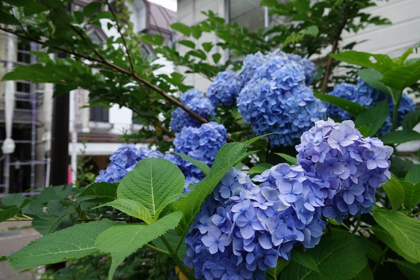 赤倉温泉「あじさい」