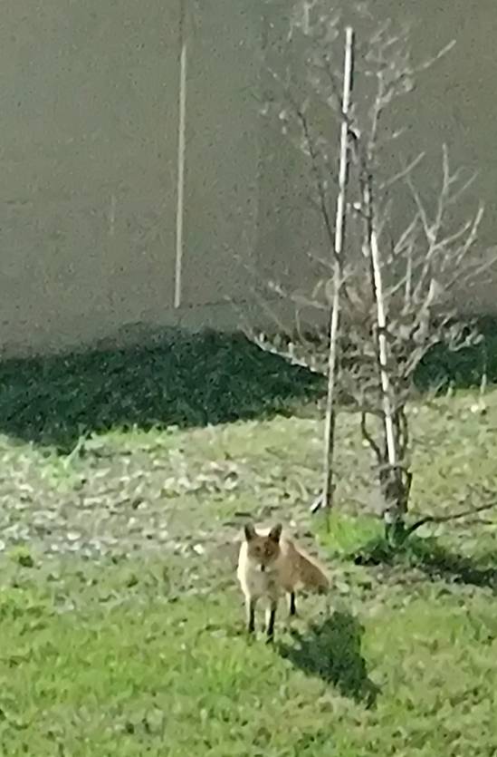 キタキツネ